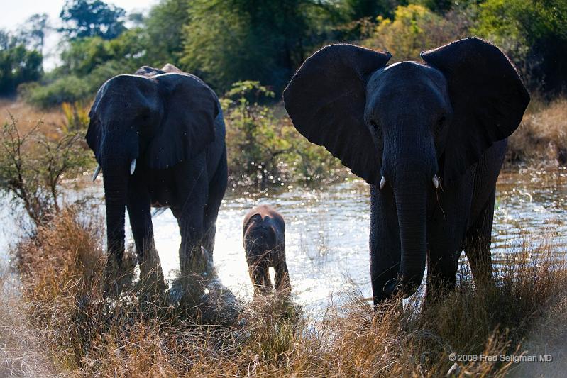 20090614_085029 D3 X1.jpg - Following large herds in Okavango Delta.